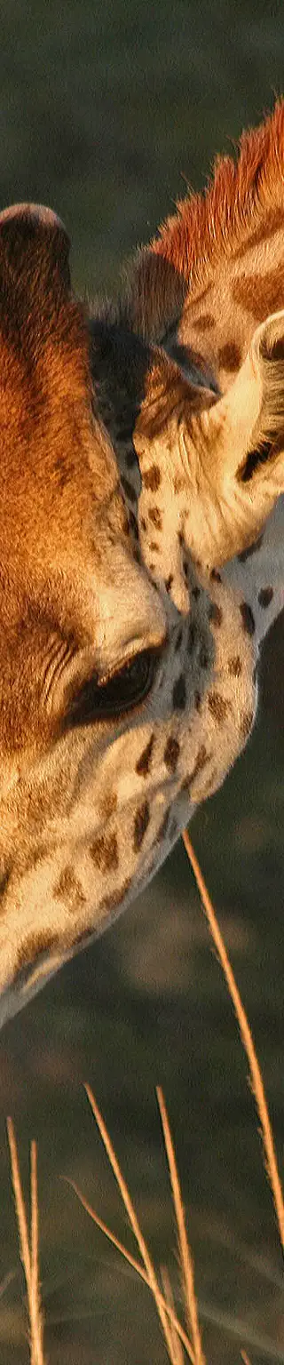 Zu Fuss durch den South Luangwa Nationalpark